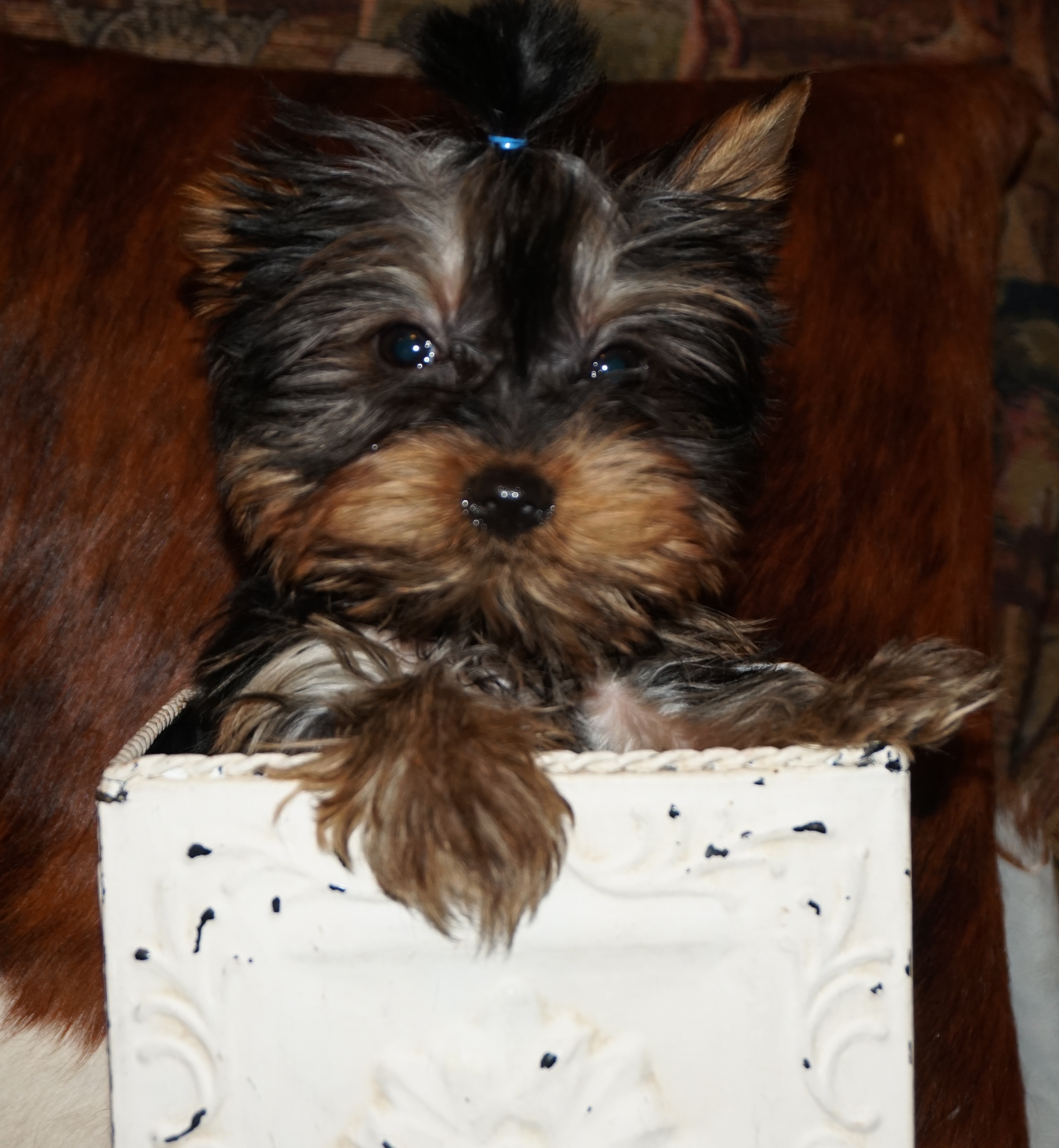 tiny yorkie male, male stud in texas, teacup breeder