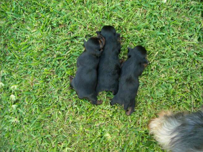 puppies - milk - grass -