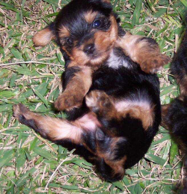 tiny angels - puppy - gold - black - birth
