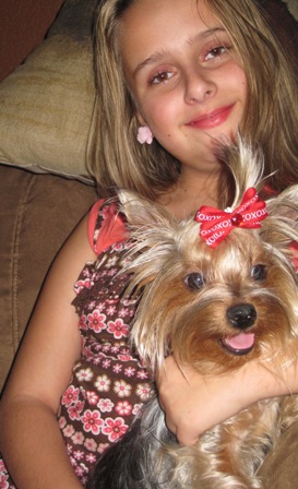bows~red~yorkies