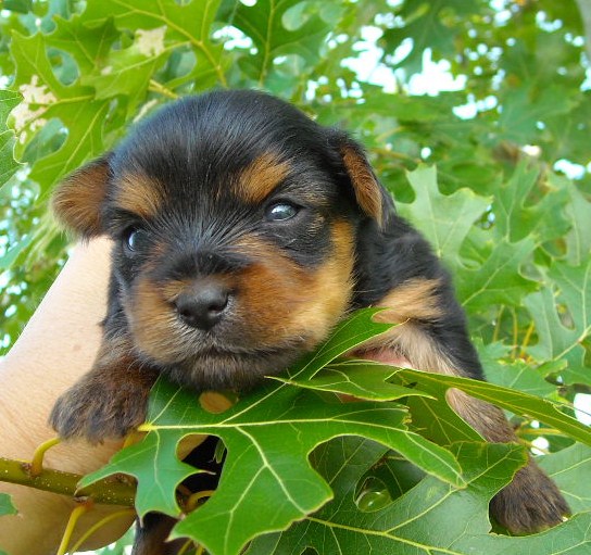 girl - trees - leaves -yorkie - baby