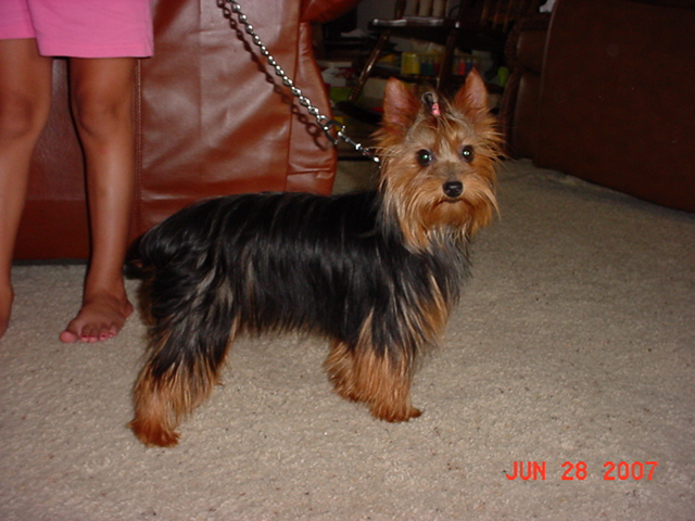 yorkie standard pocketbook pups terriers blackie yorkie standard pocketbook pups terriers blackie