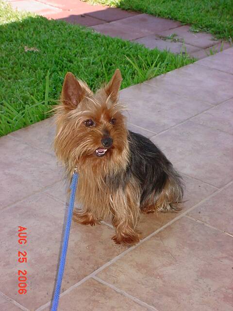 yorkie - akc - stud -pedigree - dna - gold - blue