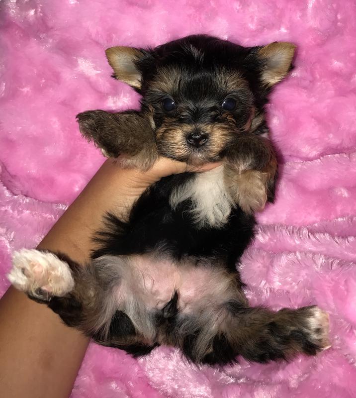 yorkie poo san antonio yorkie in san antonio for sale breeds picture yorkie poo san antonio yorkie in san antonio for sale breeds picture