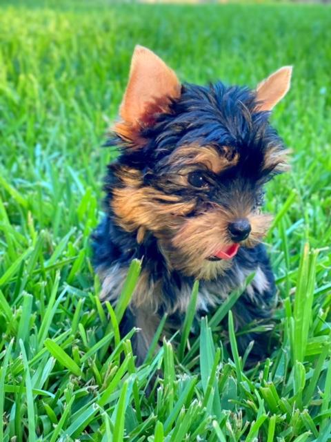 gorgeous texas teacups, yorkshire terrier breeders in texas, healty puppies for sale, "Harker Heights yorkies for sale,