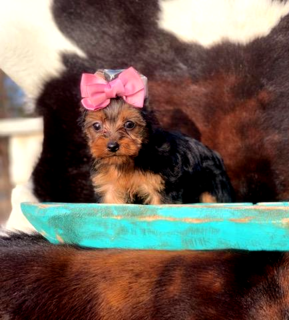 <img src="female yorkie puppy-playing.jpg" alt="Adorable teacup yorkie with pink bow" />