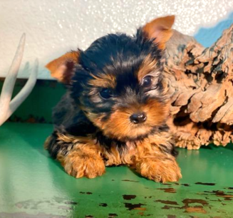 <img src="yorkie akc teacup-gorgeous.jpg" alt="Adorable yorkshire terrier " />
