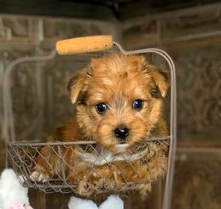 akc yorkie puppy breed in texas gives anexcellent puppy package to all customers.