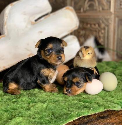 black and gold yorkies for sale in texas They have beautiful eyes and looking for a loving homee