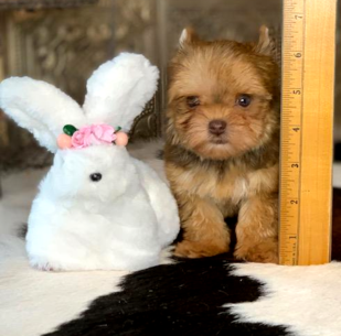 goergeous chocolate and gold yorkie  female will be a micro teacup
