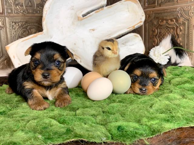 black and gold yorkies for sale in texas They have beautiful eyes and looking for a loving homee