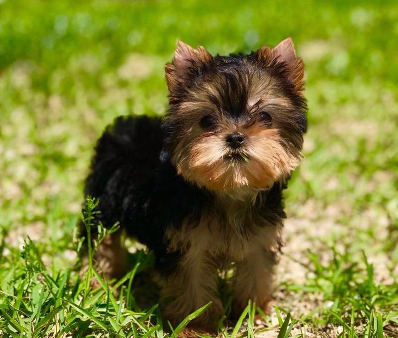 toy yorkie puppies