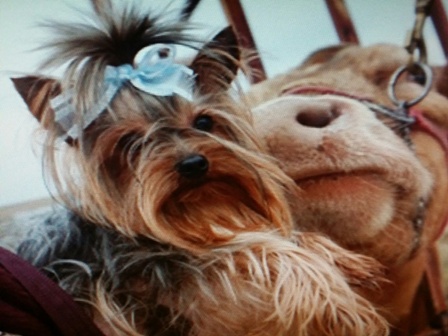beautiful teacup yorkie, texas, yorkie breeder, yorkie stud