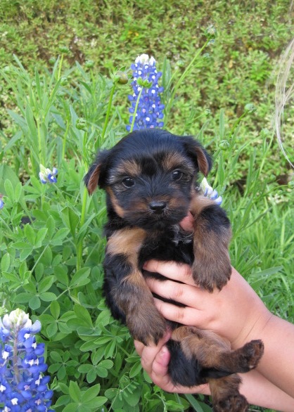 puppy - female - yorkshire terrier - yorkies