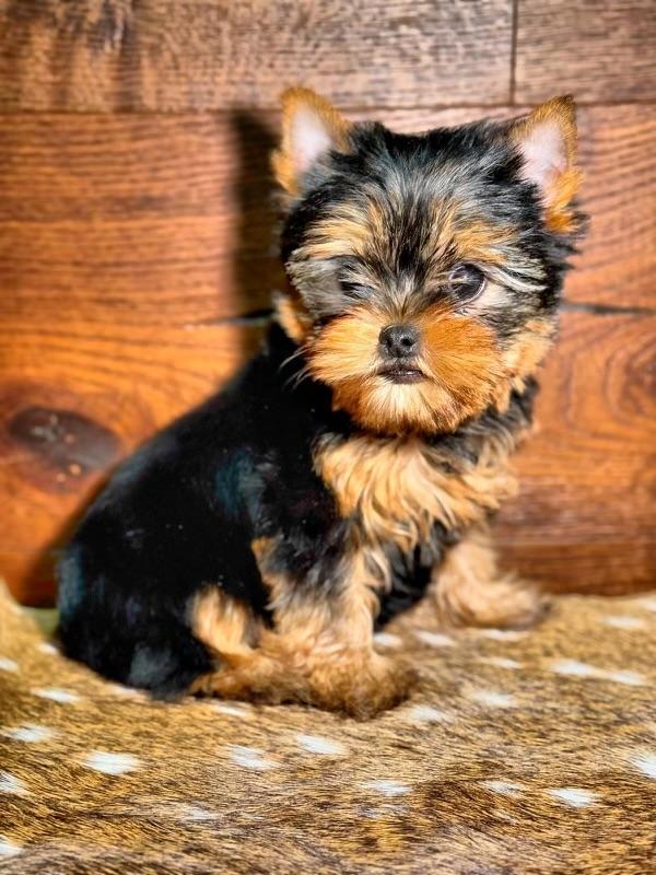 Teacup Yorkie Puppies Yorkie Breeder Yorkshires for Sale