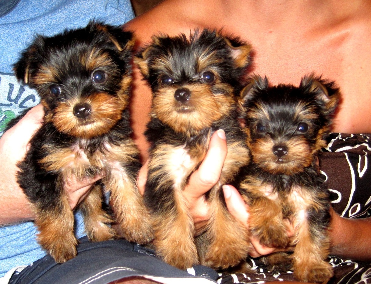 Teacup Yorkie Puppies Breeder