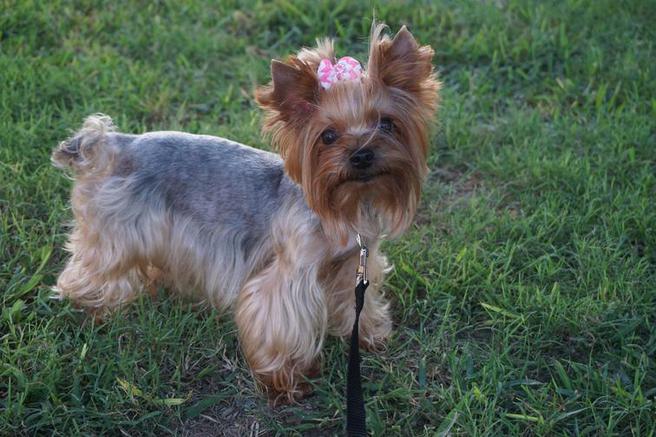   Anderson County yorkies, Palestine yorkshire terriers,  Andrews County baby doll yorkies, Andrews yorkies,  Angelina County puppies, Lufkin yorkie puppies, Aransas County teacups yorkies, Rockport yorkie breeders,  Archer County breeders, Archer City yorkie puppies,  Armstrong County golden parti yorkie, Claude yorkie babies, Atascosa County yorkshires, Jourdanton teacups, Austin County yorkies, Bellville teacup yorkies,  Bailey County yorkie, Muleshoe yorkshire terrier pups, Bandera County yorkie, Bandera yorkie,  Bastrop County yorkie breeders, Bastrop teacups, Baylor County micro yorkies,  Bee County yorkies, Beeville yorkie for sale,   Bell County yorkie breeders, Belton yorkies,  Bexar County, San Antonio yorkies for sale,  Blanco County tiny yorkie, Johnson City teacup yorkie for sale,    Borden County yorkie dog, Gail tiny baby yorkie,Bosque County xxxs yorkie for sale, Meridian golden yorkie, Bowie County puppy for sale, Boston parti yorkie, Brazoria County, Angleton tiny puppy,   Brazos County aggie yorkie puppy for sale, Bryan kyle feild yorkies, Brewster County parti yorkie, Alpine yorkie,   Briscoe County yorkie, Silverton chocolate yorkie,   Brooks County tiny yorkie , Falfurrias yorkie for sale,  Brown County yorkies for sale, Brownwood tiny yorkie,  Burleson County yorkie, Caldwell yorkies for sale, Burnet County puppies, Burnet yorkies for sale, Caldwell County tiny yorkie puppy, Lockhart yorkies,  Calhoun County yorkies, Port Lavaca yorkie breeders,   Callahan County pups, Baird tiny puppy for sale,  Cameron County tiny puppy yorkie, Brownsville yorkie pups, Camp County micro yorkie, Pittsburg yorkies,  Carson County yorkie, Panhandle yorkies,Cass County tiny dog, Linden yorkies,Castro County yorkies, Dimmitt tiny yorkies, Chambers County yorkies, Anahuac yorkies for sale, Cherokee County parti yorkies, Rusk yorkies, Childress County baby teacups, Childress yorkie breeders, 