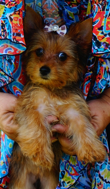 Texas Yorkie Breeder, golden yorkies, female yorkies for sale, yorkie bows