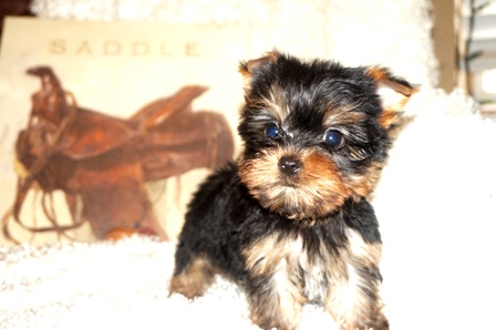woodland texas teacup breeder, yorkie breeder, san antonio yorkie breeder