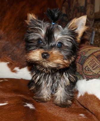 teacup male, teacup yorkie, teacup yorkie breeder, texas