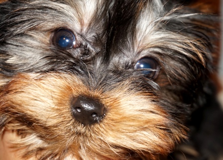 baby doll face, tiny male, abilene, texas, san antonio yorkie breeder