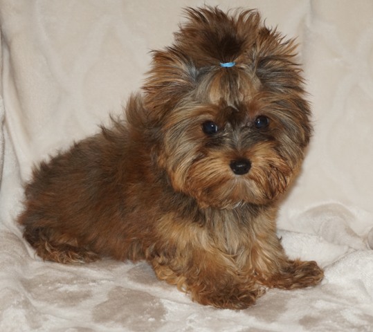 24 karat magic gold teacup yorkie, parti yorkie, tiny yorkie stud