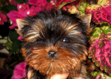 yorkies for sale in Texas, Austin, Texas, Midland,  The Woodlands