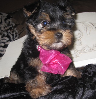 Teacup Yorkie Puppies Breeder