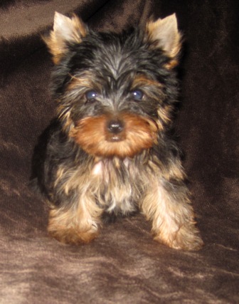 tiny texas teacup male, honest teacup parti yorkies, golden teacups,