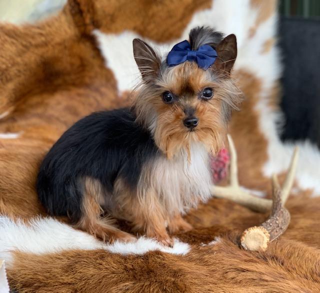 "Reasonable priced yorkies for sale"