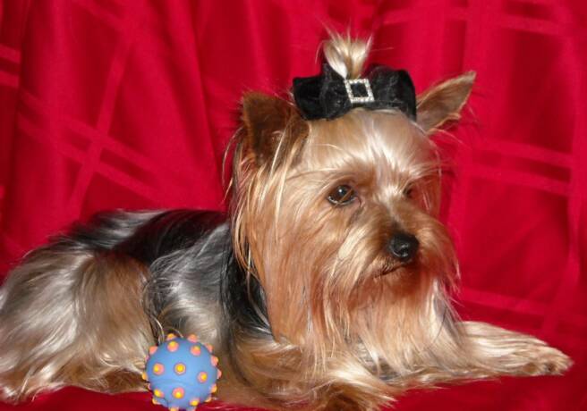 yorkie -