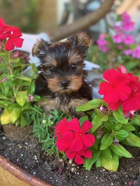 Red Paw Yorkshire Terrier Jacket • Yorkies Gram