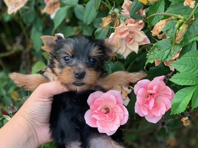 yorkie puppies for sale, black and gold yorkies, teacup males