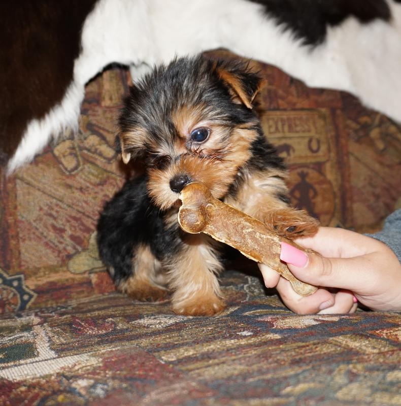 Tyler yorkie breeders, parti yorkies, texas yorkie breeders,