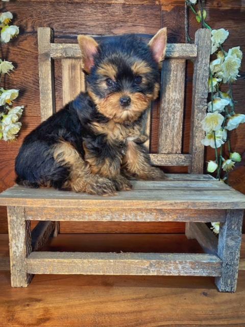 yorkie pupp in chair in Elgin texas, Texas teacups