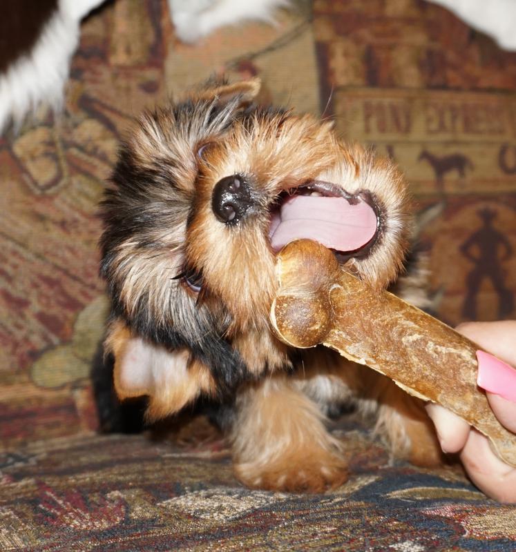 blue and gold yorkies, parti yorkies in texas