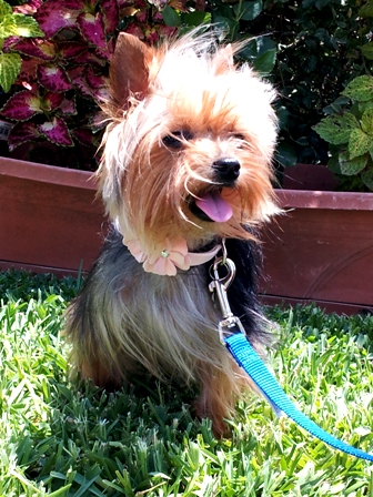 akc yotkie breeders, teacup breeders, yorkshire terriers