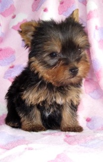 cupcakes~yorkies~pink