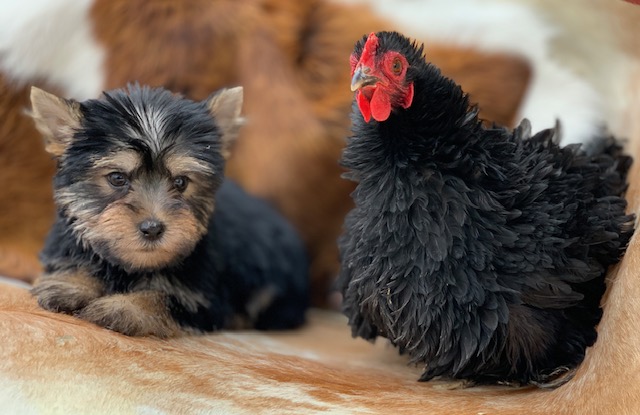 "Playful and adorable 8-week-old female Yorkshire Terrier puppy, AKC registered, perfect family pet."