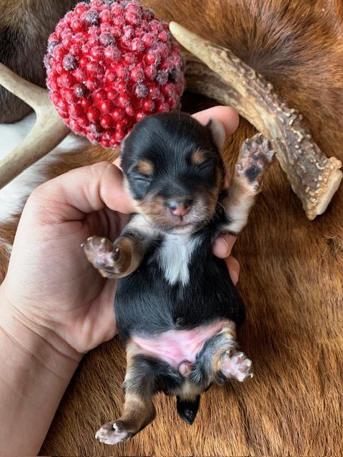 "Tiny yorkie female  for sale in Texas with a great breeder."