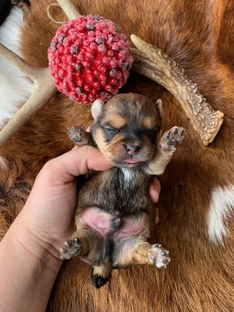 	"Yorkie breeders inHarris, Fort Bend & Waller Counties"