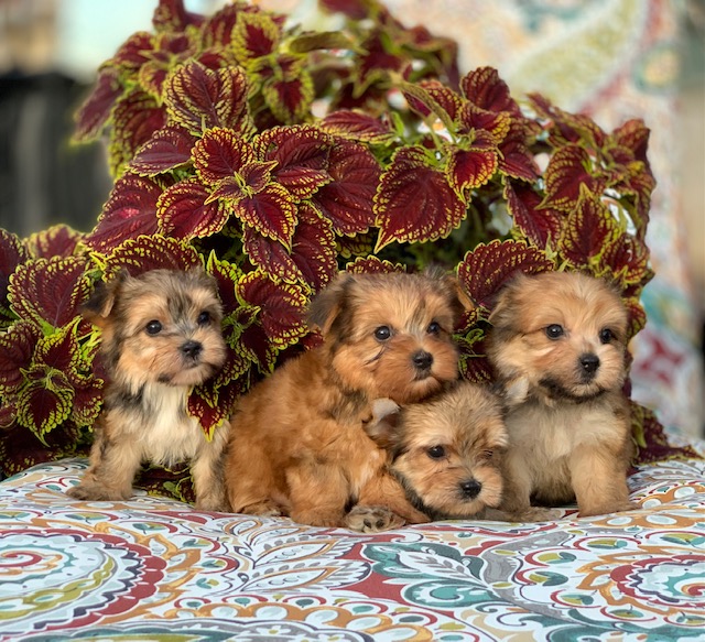 golden yorkie for sale in texas, yorkshire terrier breeders, dallas, houston