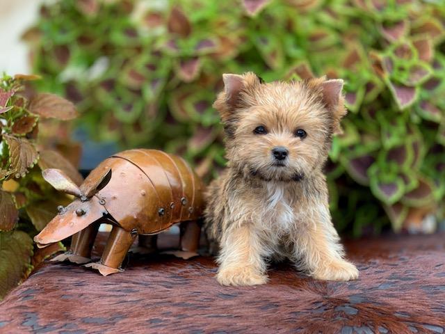 "Charming female AKC Yorkie, 12 weeks old, black and gold, , white on chest, looking for a loving family."