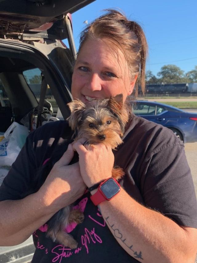 pocketbook pups pet nannyteacup yorkies for sale texas