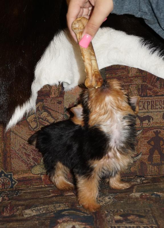 Dallas Yorkie breeders, blue and gold yorkies, parti yorkies in texas