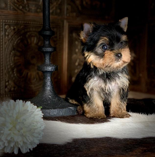 Get Healthy Pups From Responsible and Professional Breeder At Pocketbookpups.net. Find Your New Family Member Today