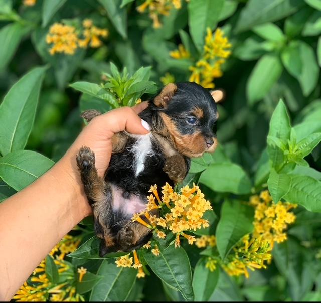 teacup pocketbook pups for sale