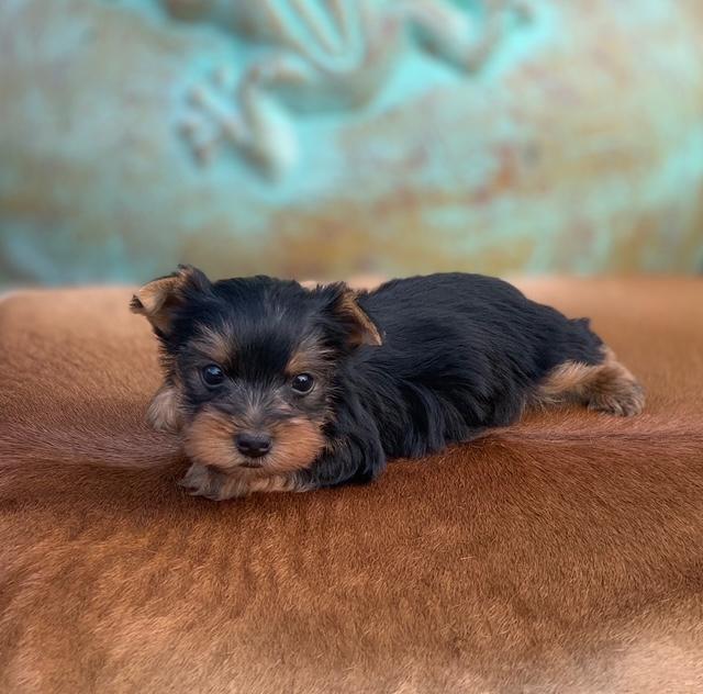 pocketbookpups yorkie puppies for sale, black and gold yorkies, teacup males