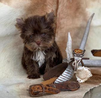 dallas texas yorkies, akc yorkie breeder, austin texas yorkies, tiny teacups