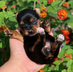 <img src="yorkie akc teacup-gorgeous.jpg" alt="Adorable yorkshire terrier " />